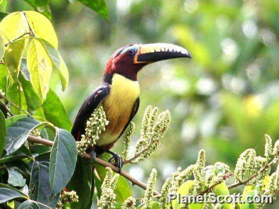 Image of Lettered Aracari