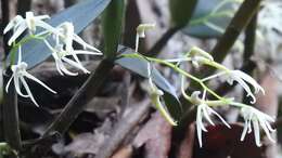 صورة Dendrobium aemulum R. Br.