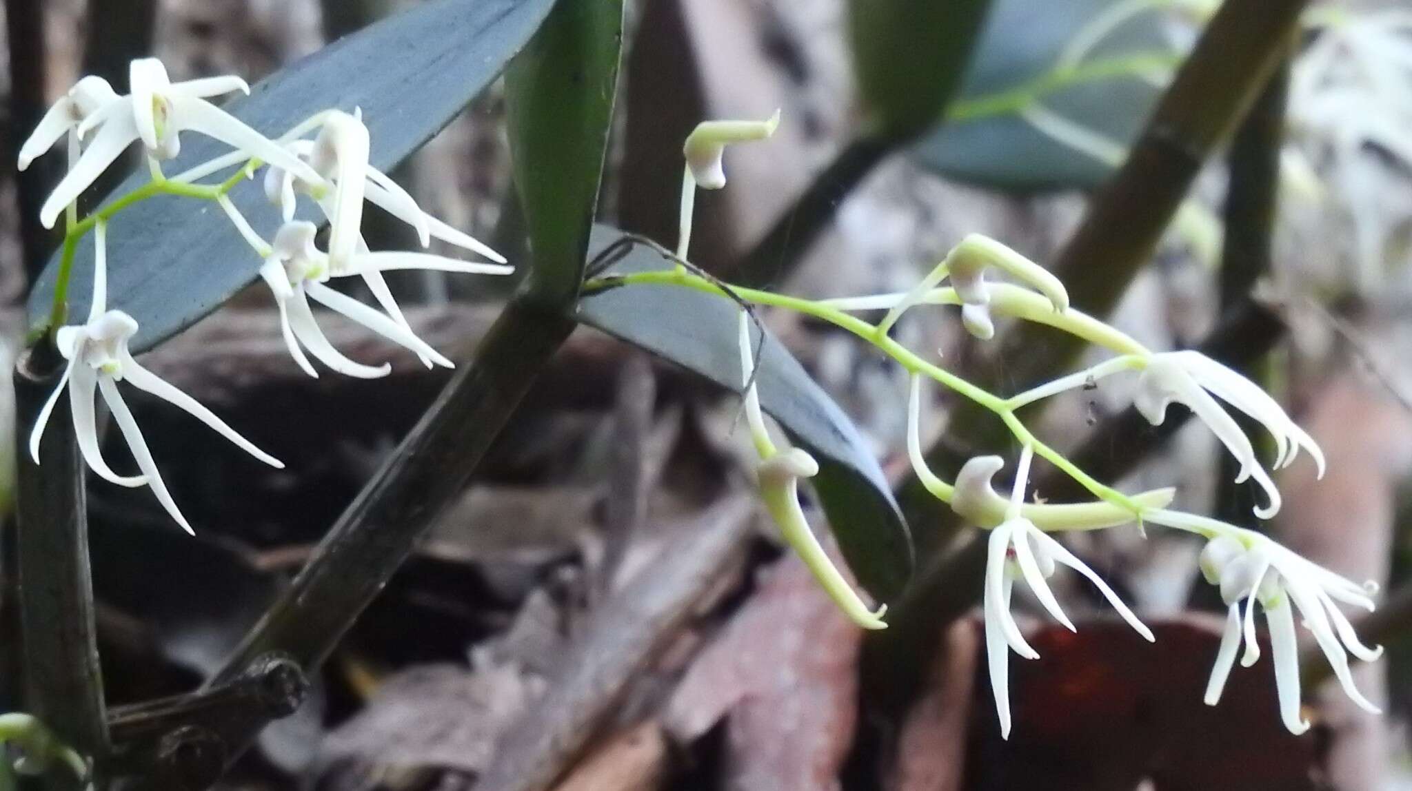 Imagem de Dendrobium aemulum R. Br.