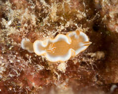 Image of Red-margined orange slug