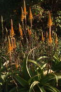 Image of Aloe vanbalenii Pillans