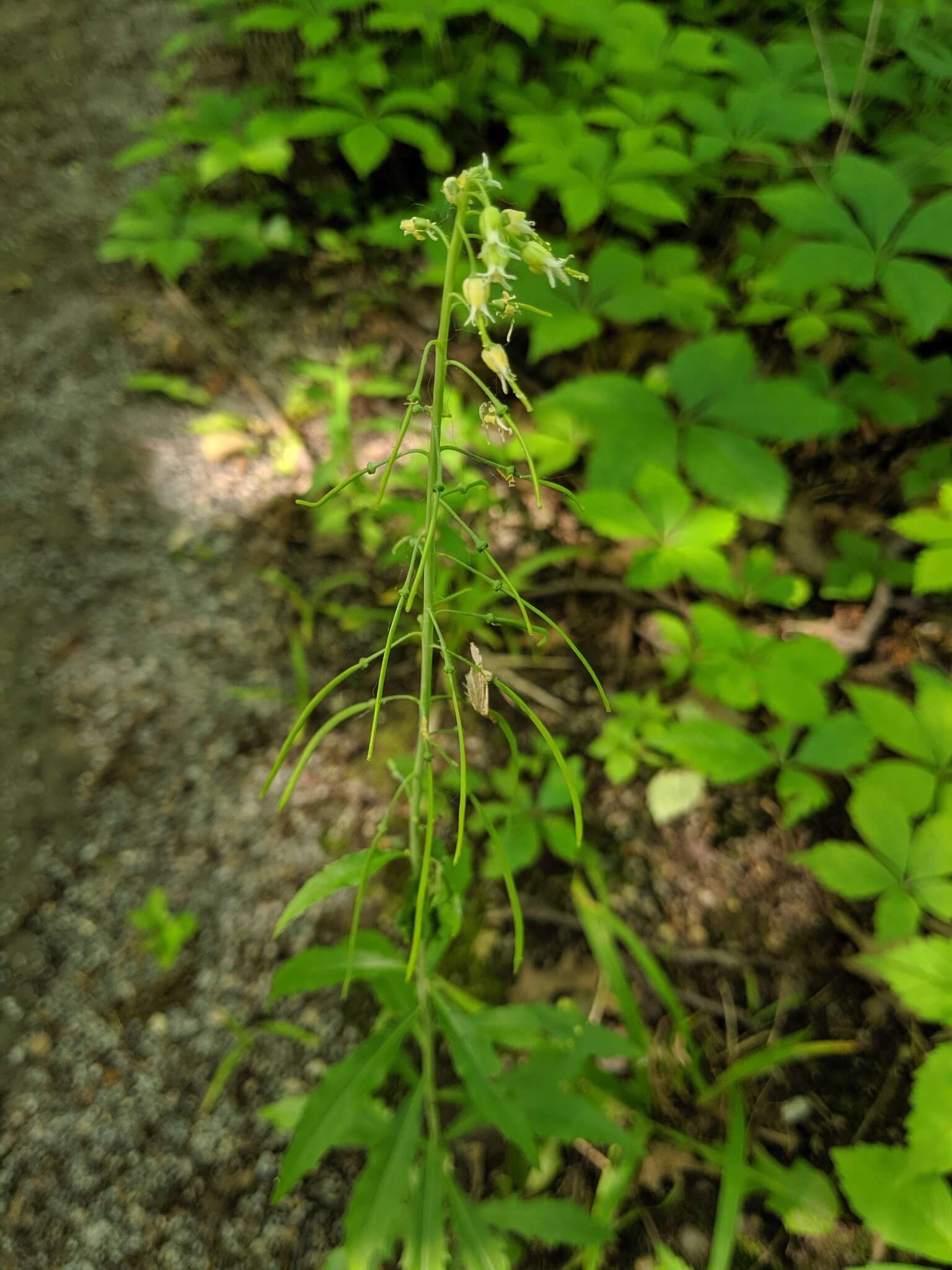 Image of Borodinia canadensis