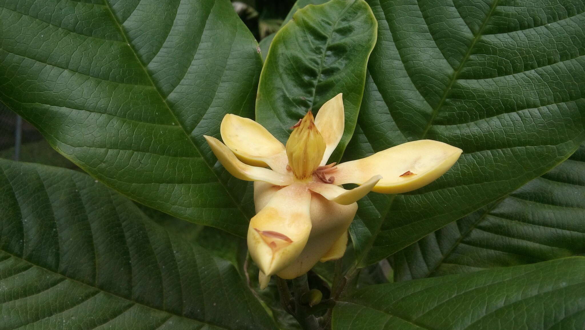 Magnolia gilbertoi (Lozano) Govaerts的圖片