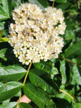 Image of Cascade mountain ash