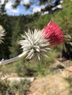 Image of snowy thistle