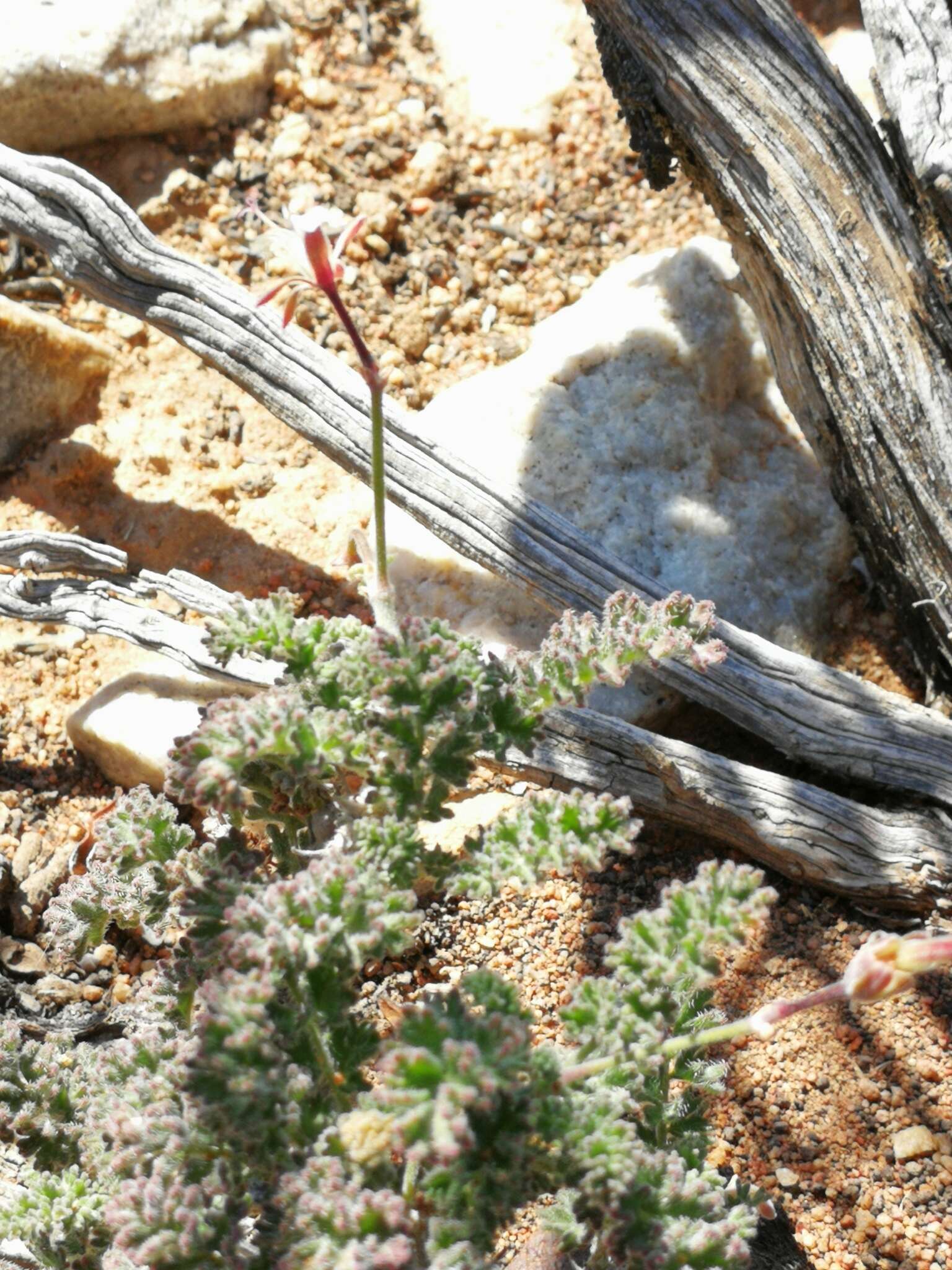 Image of Pelargonium alternans Wendl.