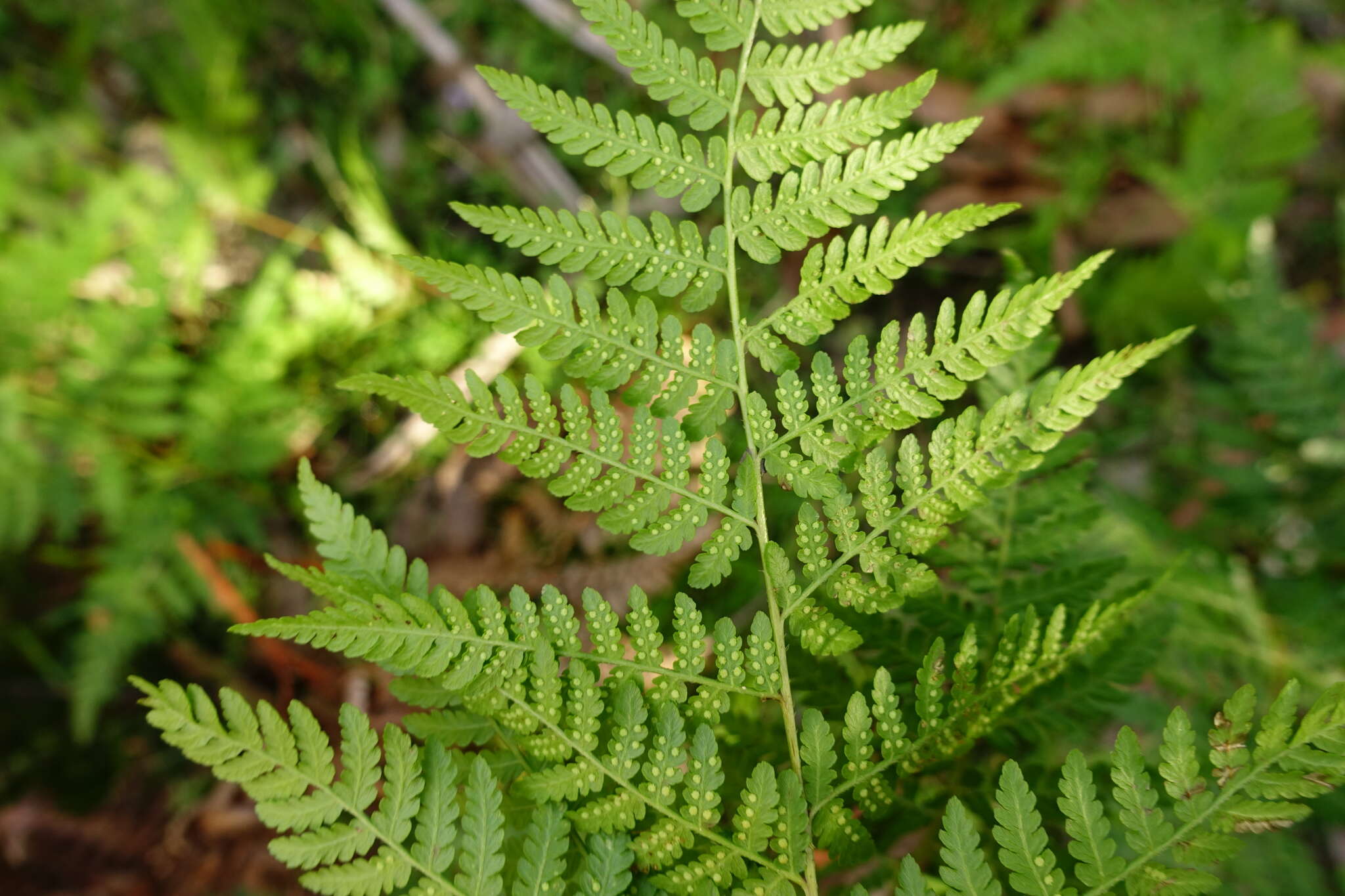 Image of Hypolepis rugosula (Labill.) J. Sm.