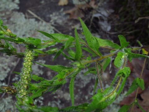 Image of lanceleaf ragweed