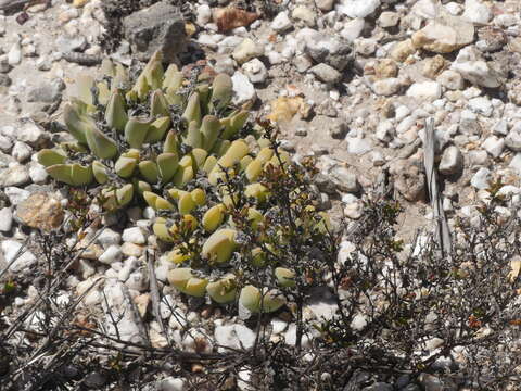 Image of Gibbaeum hartmannianum Thiede & Niesler