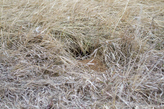 Image of Russet Ground Squirrel