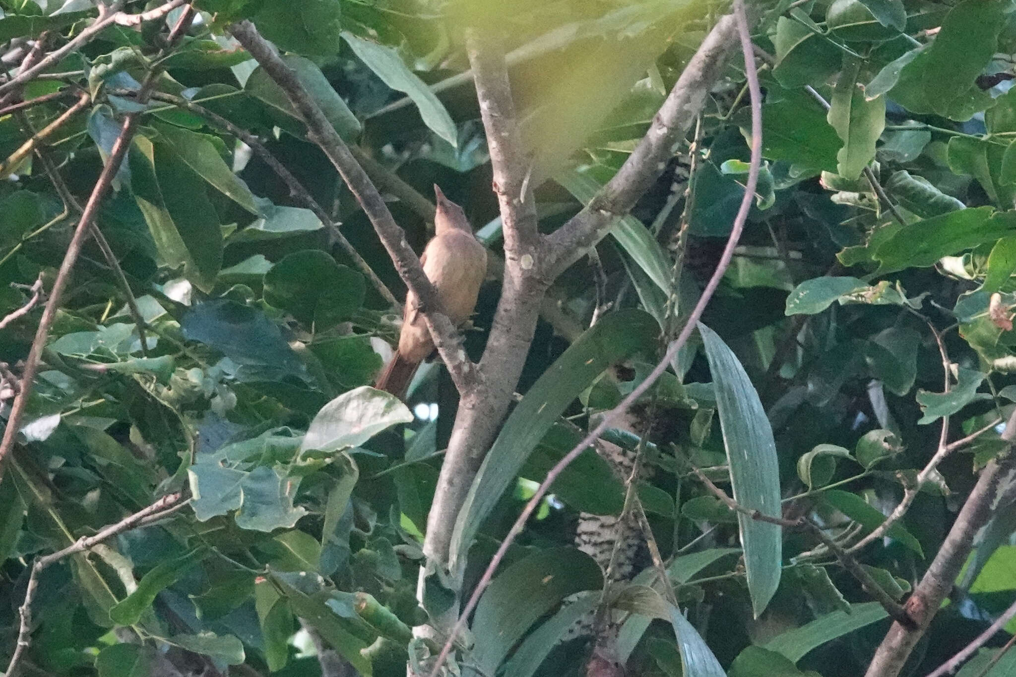 Image of Northern Variable Pitohui