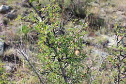 Imagem de Prunus pedunculata (Pall.) Maxim.