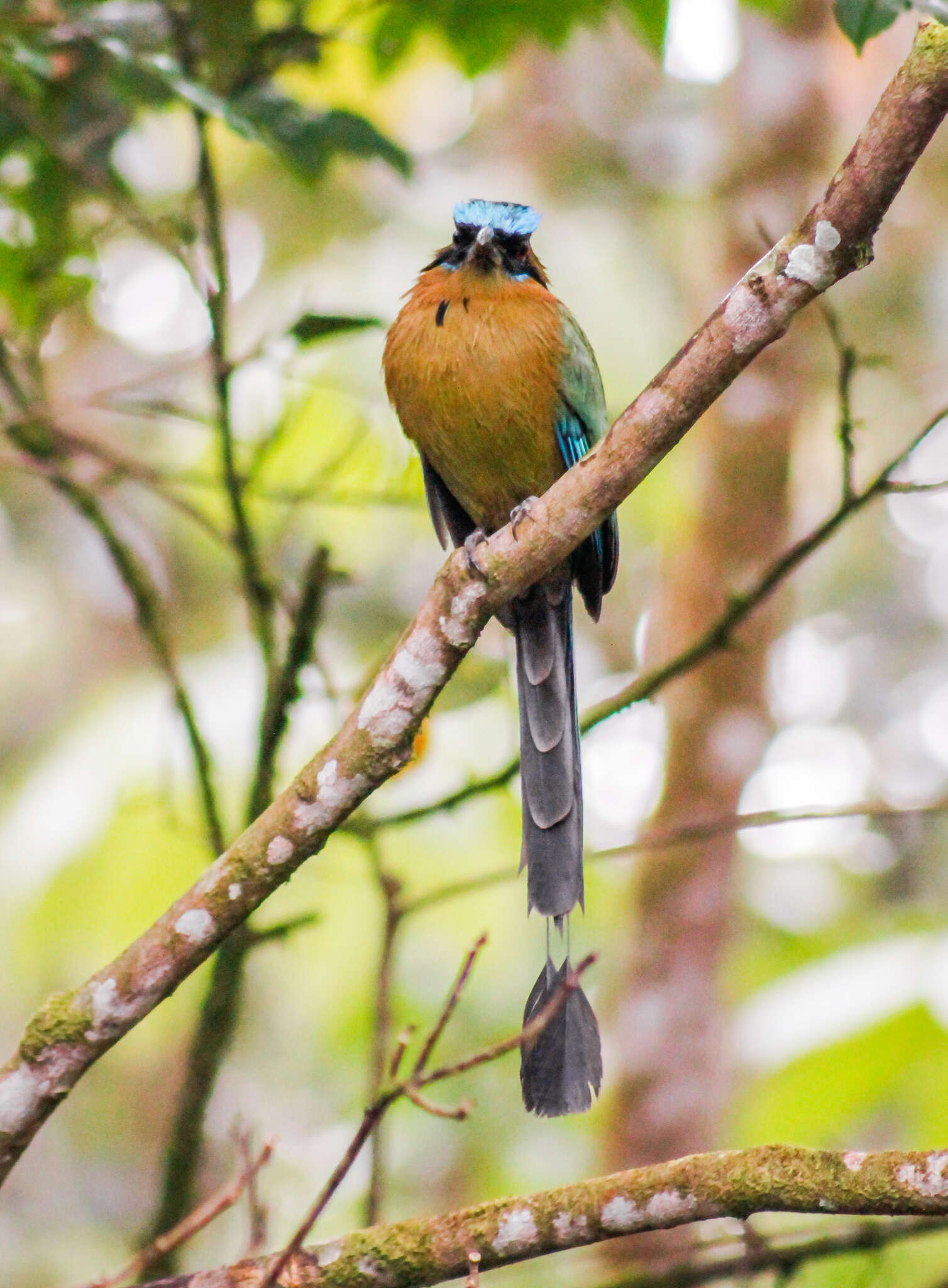 Image of Amazonian Motmot