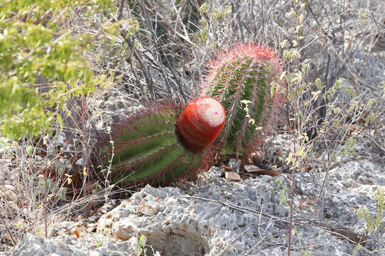 Melocactus intortus subsp. domingensis Areces resmi