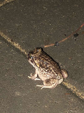 Image of Moaning Frog