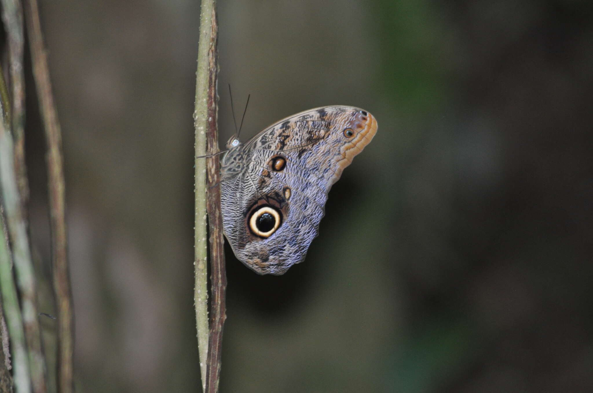 Imagem de Caligo brasiliensis minor Kaye 1904