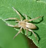 Image of Arachosia cubana (Banks 1909)