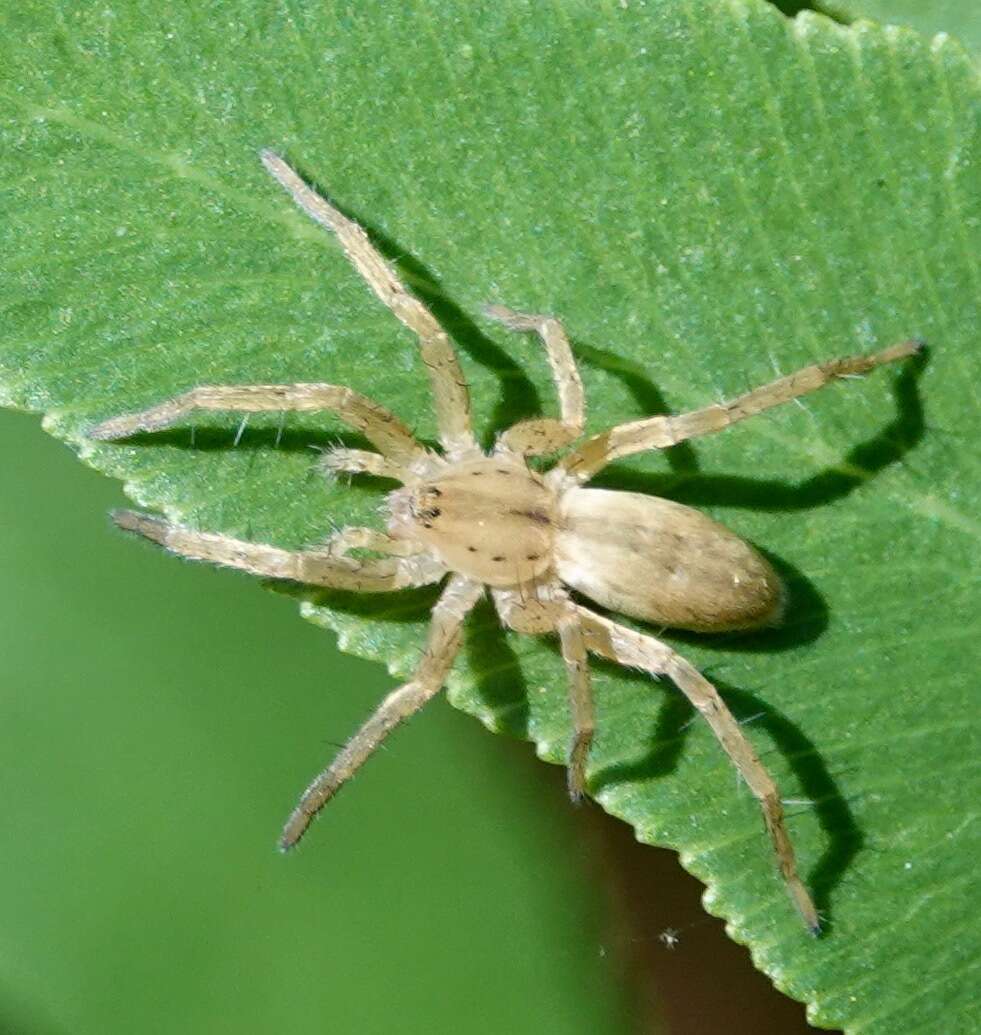 Image of Arachosia cubana (Banks 1909)