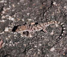 Image of Bynoe's gecko