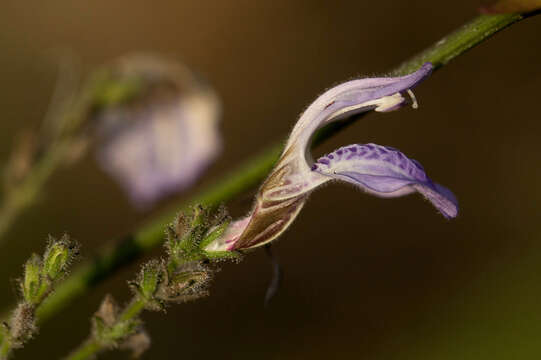 Sivun Isoglossa floribunda C. B. Cl. kuva