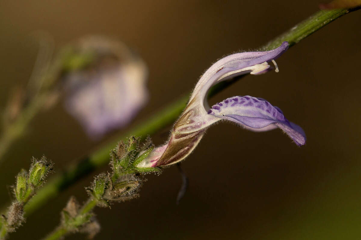 Image of Isoglossa floribunda C. B. Cl.