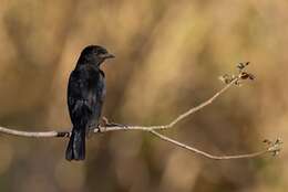 Image of Brazilian Black-tyrant