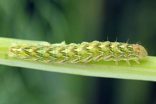 Image of chamomile shark