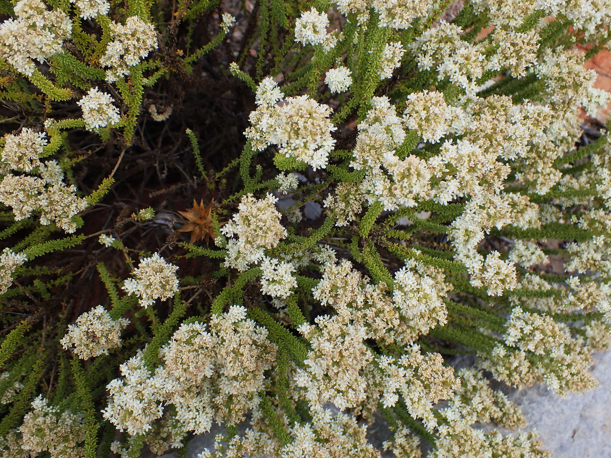 Image de Selago myriophylla O. M. Hilliard