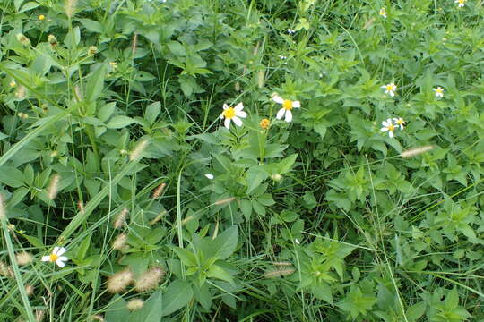 Plancia ëd Bidens alba (L.) DC.