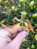 Image of California Pitcher Plant