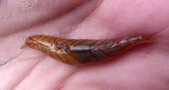 Image of Leaf-veined slug