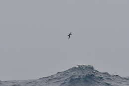 Image of Subantarctic Shearwater