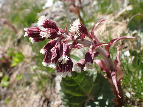 Image of Petasites paradoxus (Retz.) Baumg.