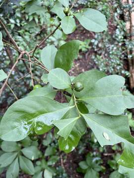 Brunfelsia australis Benth. resmi