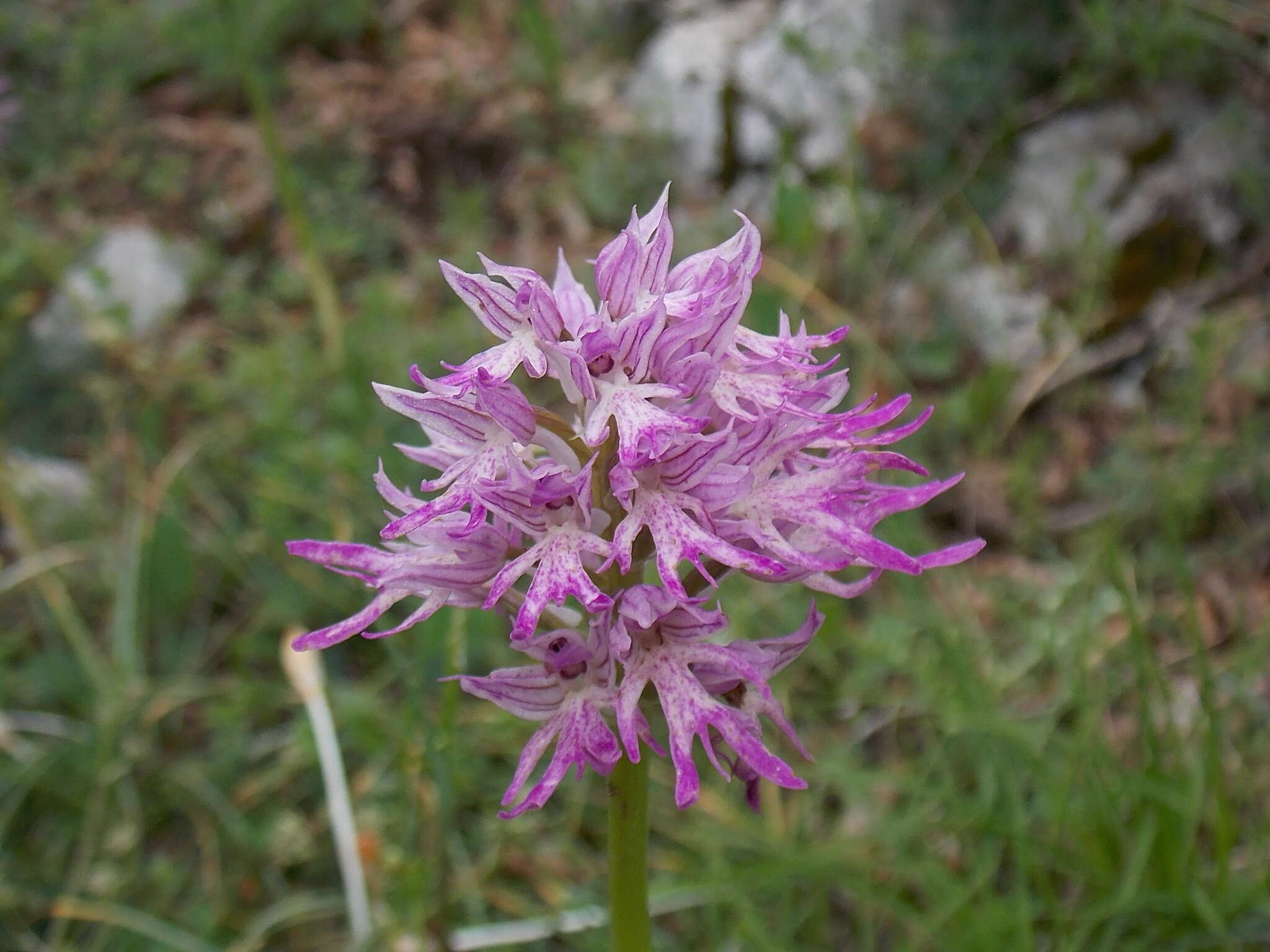 Orchis italica Poir. resmi