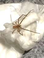 Слика од Sidymella longipes (L. Koch 1874)