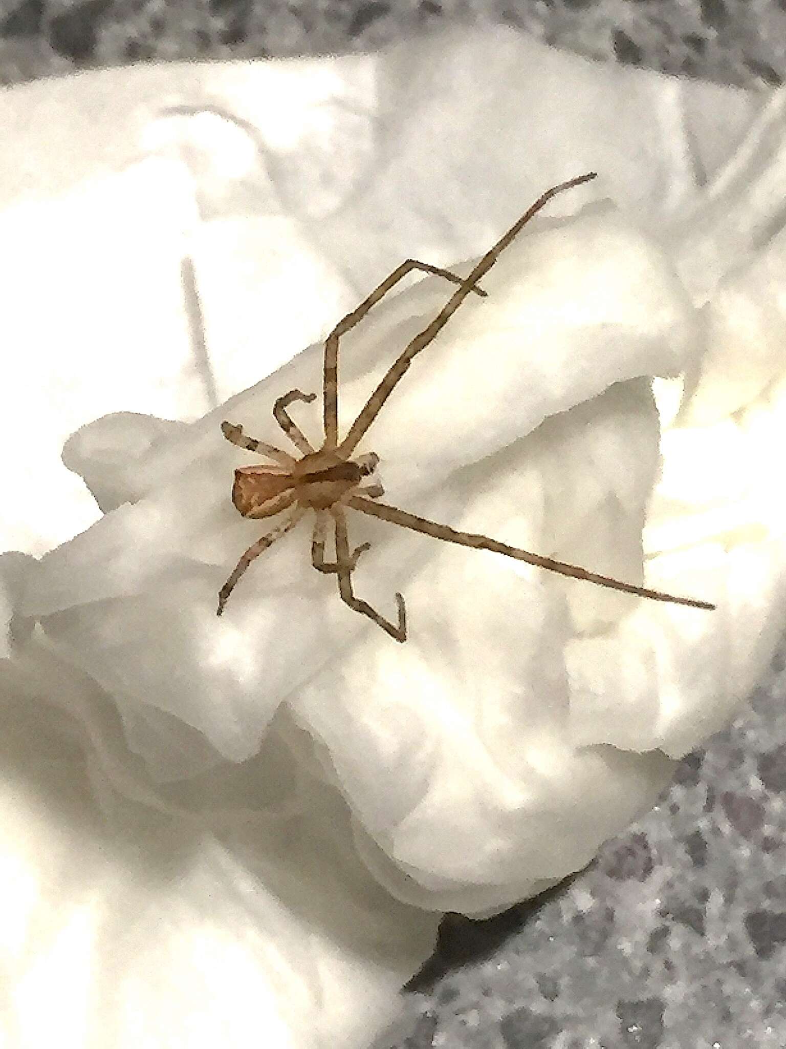 Слика од Sidymella longipes (L. Koch 1874)