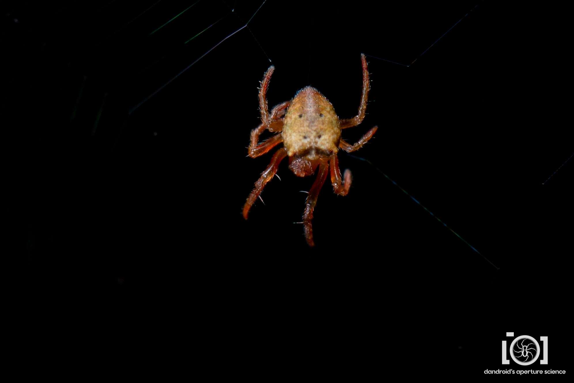 Image of Scoloderus nigriceps (O. Pickard-Cambridge 1895)