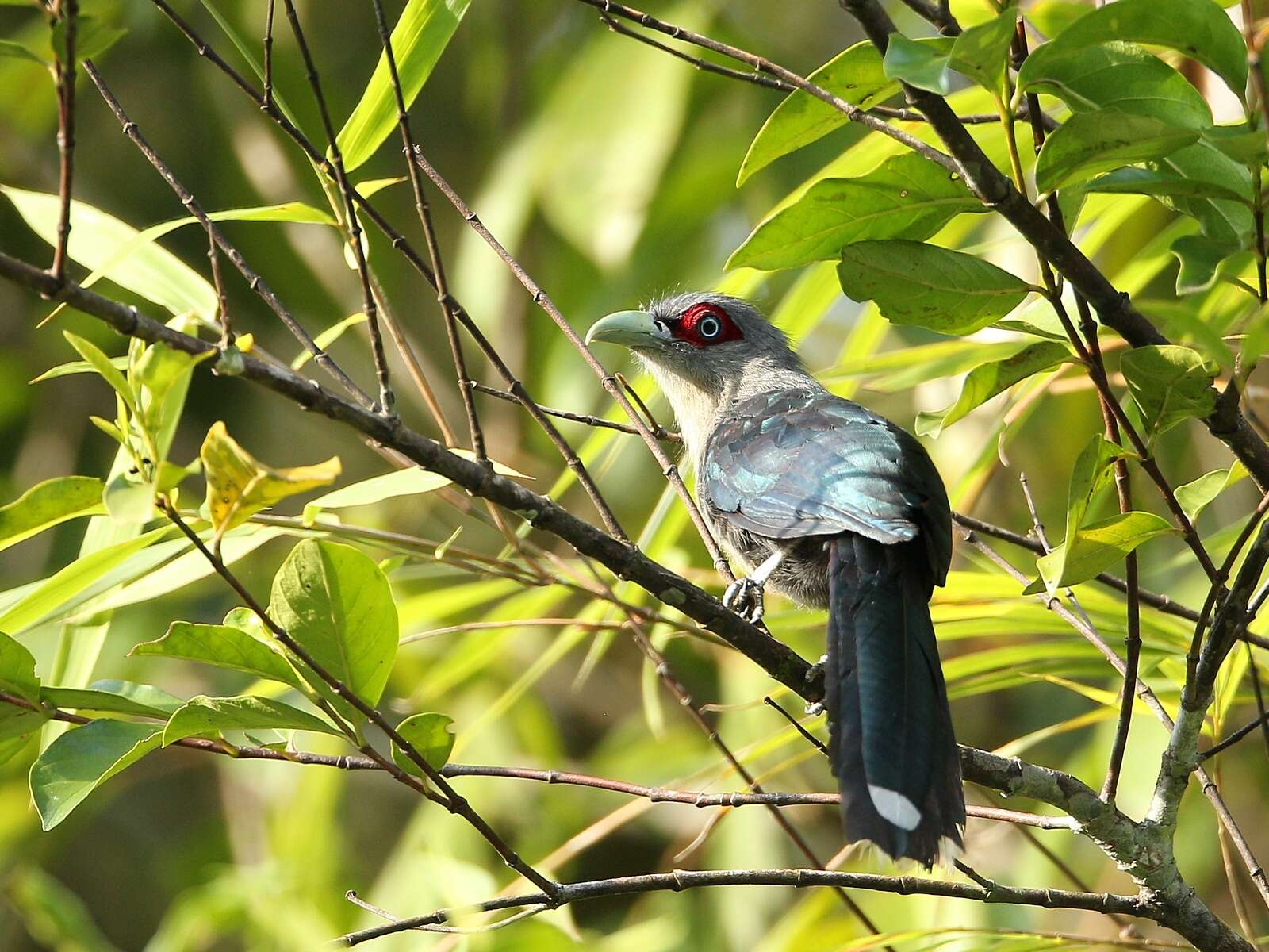 Image of Black-bellied Malkoha