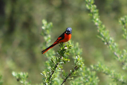 Image of Long-tailed Minivet