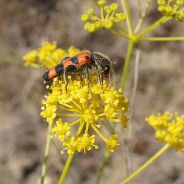 Image of <i>Trichodes leucopsideus</i>