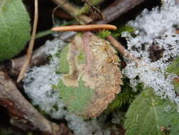 Phytomyza crassiseta Zetterstedt 1860 resmi