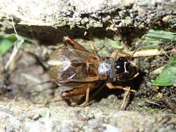 Image of Cricket