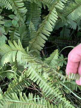 Image of Boston swordfern