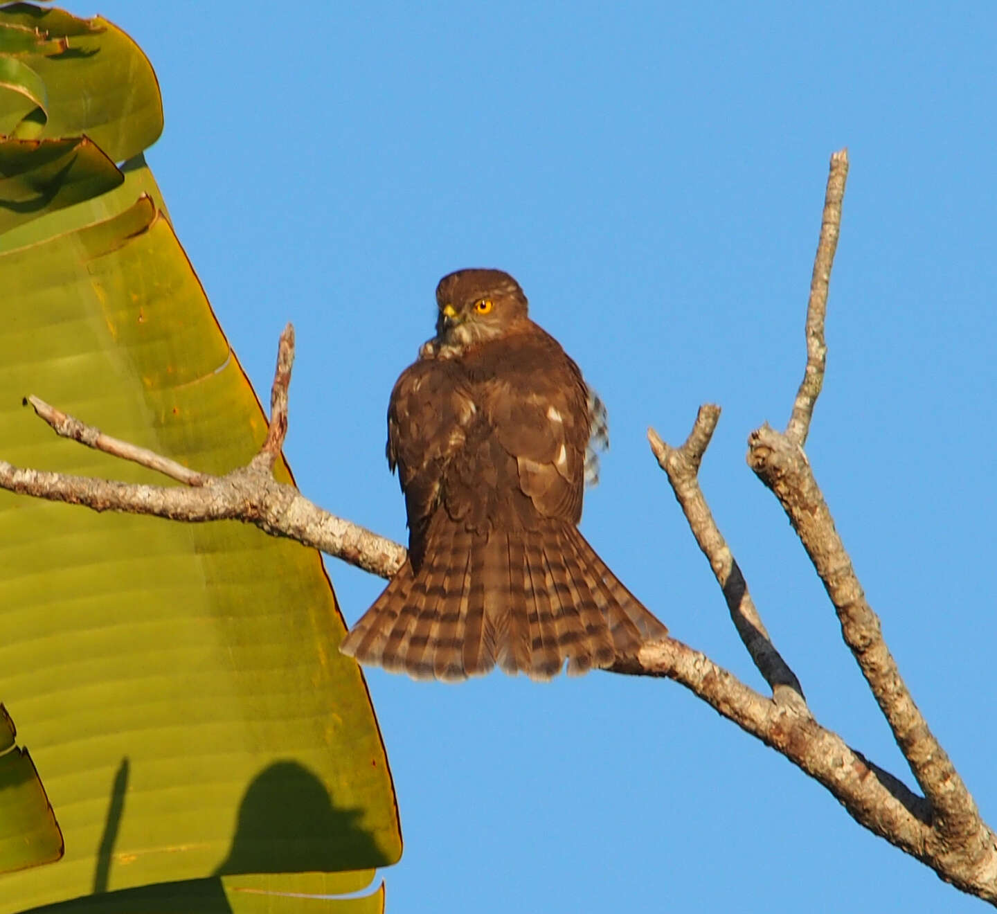 Image of Madagascan Sparrowhawk