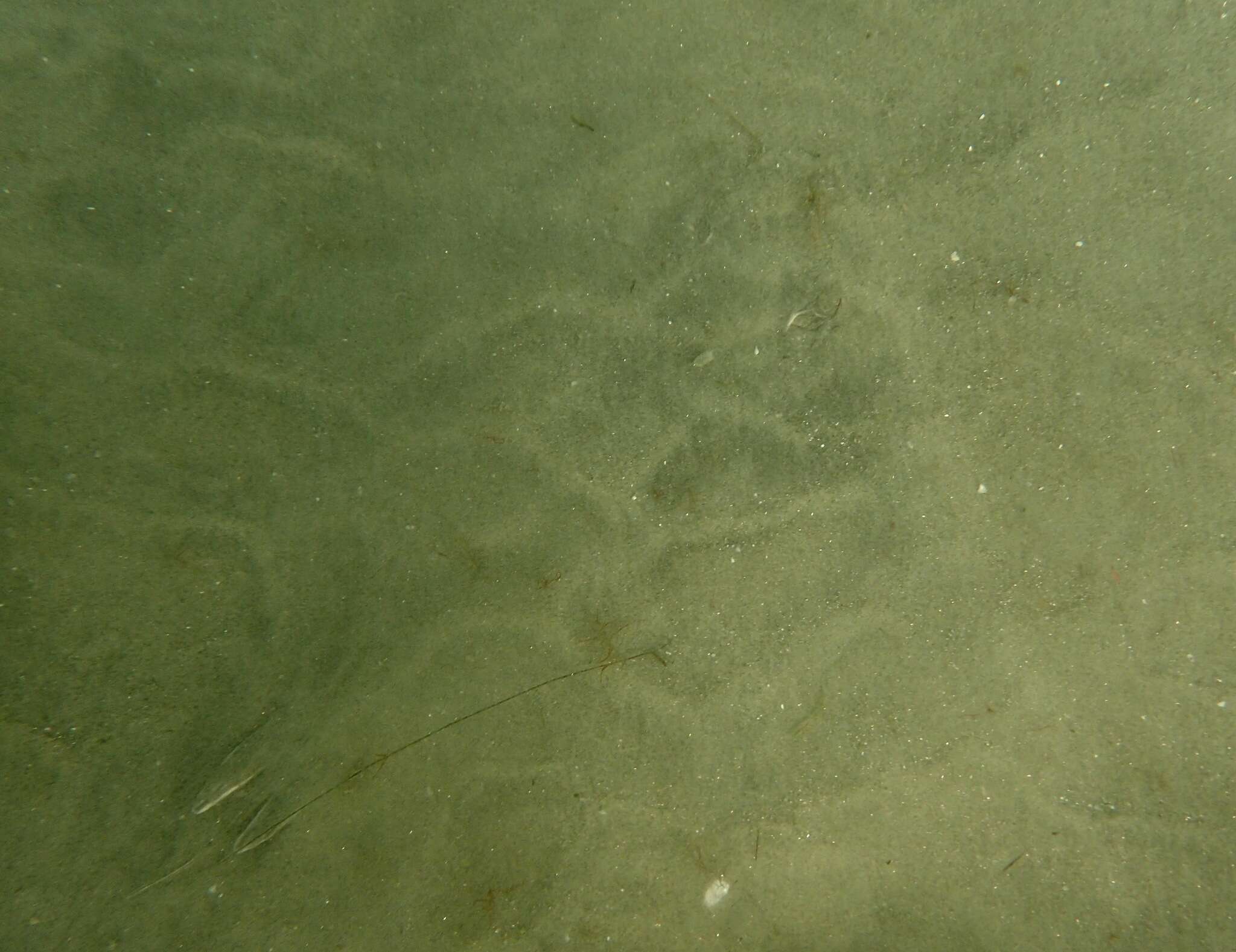 Image of California Butterfly Ray