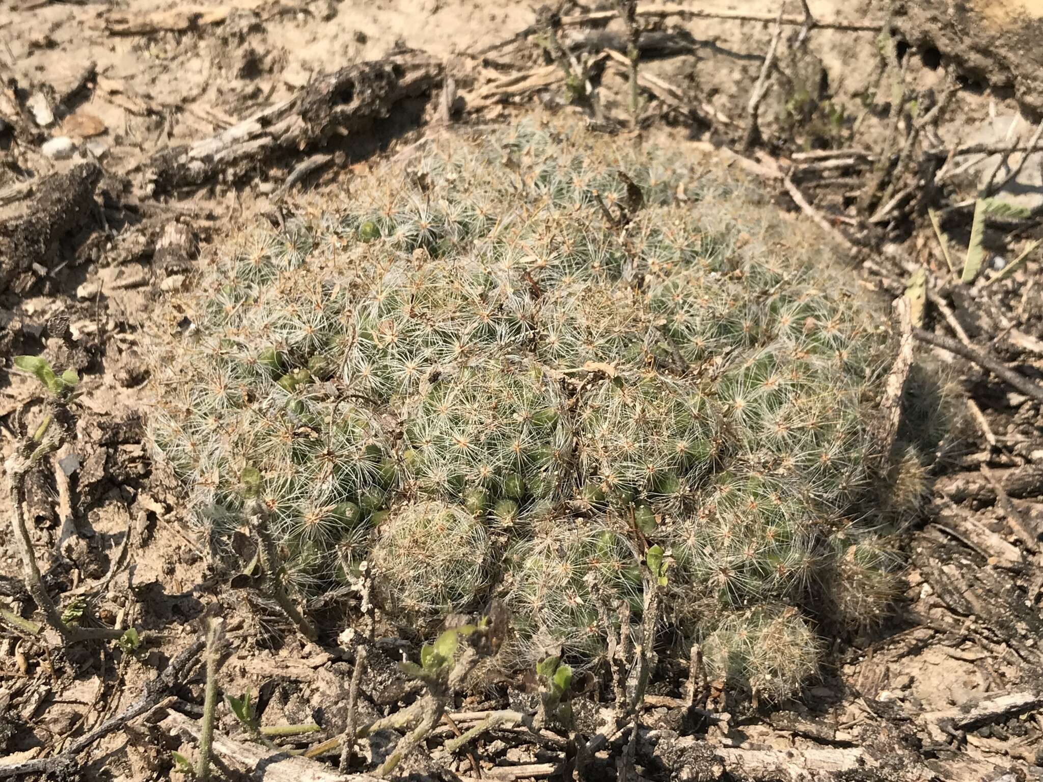 Image of Mammillaria baumii Boed.