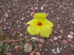 Image of Tribulus pentandrus var. pterophorus (Presl) P. Singh & V. Singh