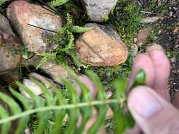 Image of Glossy Deer Fern