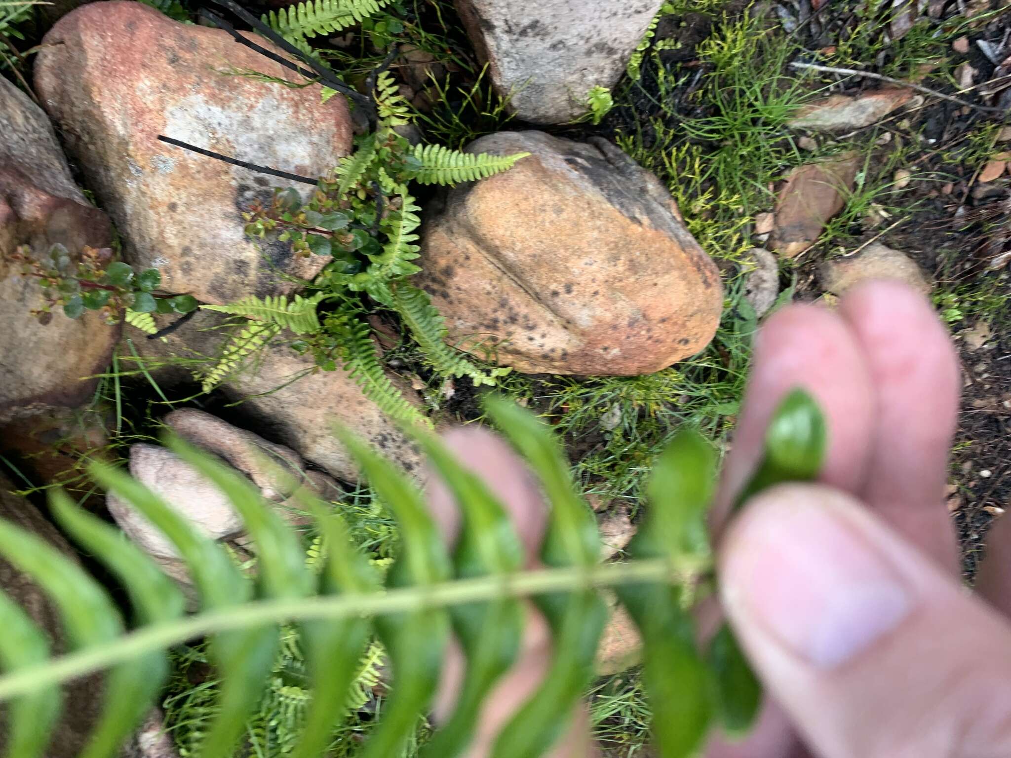 Image of Glossy Deer Fern